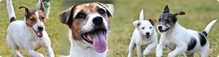 Parson Jack Russel